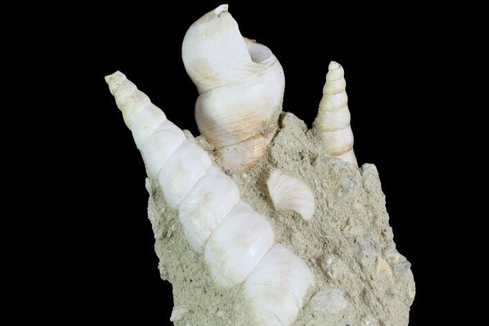 Fossil Gastropod (Haustator) Cluster - Damery, France #86571